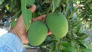 Himsagar mango tree 5 year old ☎️91534343057908817458 [upl. by Giselle]