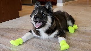 Funny Huskies Try Shoes For The First Time [upl. by Nnyre]