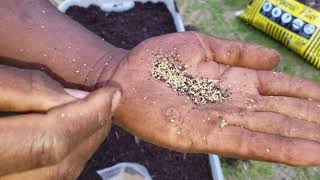 how to sow Callaloo seeds [upl. by Sined]