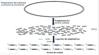 Método Illumina de secuenciación masiva de DNA [upl. by Breanne60]