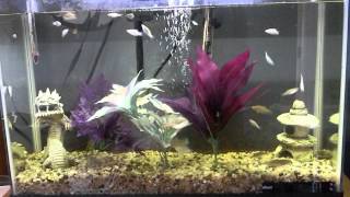 Aqueon 13 gallon fish tank [upl. by Sharp]