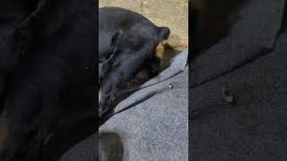 Ever seen a Rottweiler give Birth [upl. by Ynetsed]