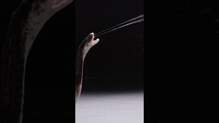 Cobra Spitting Venom Wincent m6mCT nature wildlife snake [upl. by Neel]