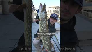 Silure méduse épongelétonnante biodiversité de la Seine [upl. by Llejk]