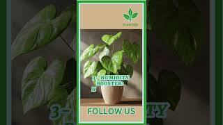 Homalomena Plant Benefits plant garden indoorplants plants indoorplanting gardening [upl. by Furr]