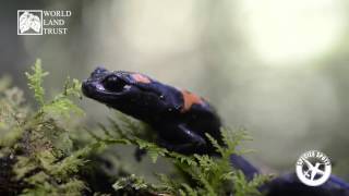 Species Spot  Bells False Brook Salamander [upl. by Yerfej]