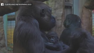 Baby Jameela bonding with new family in Cleveland [upl. by Katya]