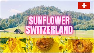 SUNFLOWER FIELD IN SWITZERLAND india phillipines indonesia subscribers subscribe switzerland [upl. by Gujral]