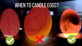 When to Candle Chicken Eggs  What is a Red Ring [upl. by Thibaud507]