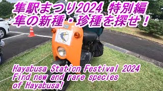 隼駅まつり2024 隼の新種・珍種を探せ！ Hayabusa Station Festival 2024 Find for new and rare species of Hayabusa [upl. by Knighton]