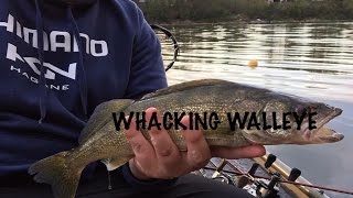 Whacking Walleye fishing on Fanshawe Lake [upl. by Reiner967]