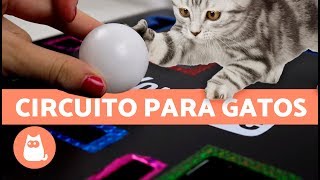 JUGUETE PARA GATOS con CAJAS  Juguetes caseros fáciles de hacer [upl. by Bremer807]