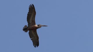 Spotbilled Pelican in Flight 4K [upl. by Aicissej]