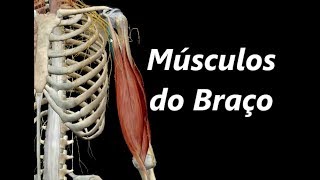 Anatomia dos Músculos do Braço em 3D [upl. by Rollin]