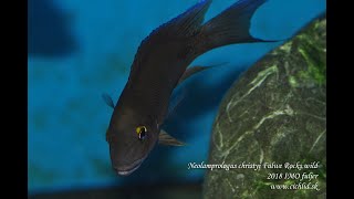 Julidochromis marksmithi Kipili Neolamprologus christyi quotFulwe Rockquot [upl. by Cinimmod675]