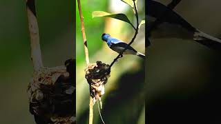 Carrying Parents😍 blacknaped monarch feeding [upl. by Ycram]