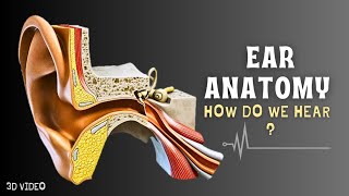 How Do We Hear  Ear Anatomy 3D Video [upl. by Bodrogi]