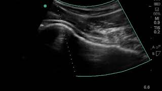 Canine Intraarticular Injection Technique  A Detailed Guide for Veterinary Surgeons [upl. by Adnirb]