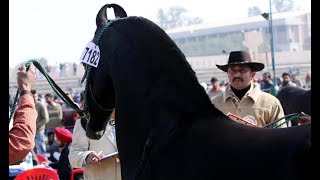 Powerful Marwari stallion Rajhans of Badal Stud Punjab [upl. by Enamrahs]