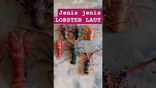 Macam macam jenis lobster laut fishing laut mancing fish lobster ikan fishingvideos papua [upl. by Bopp]