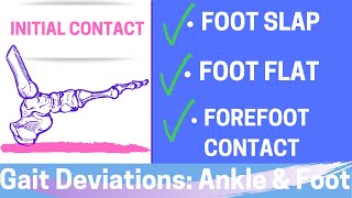 Gait Deviations Foot amp Ankle I Initial Contact of the Gait Cycle [upl. by Epps559]