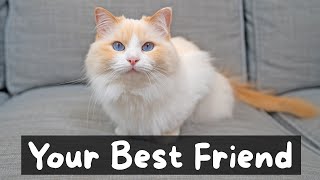 Pros and Cons of Owning a Cat  The Cat Butler [upl. by Zerla154]