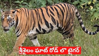 Nallamala Forest Ghat Road Tiger on Road [upl. by Ielhsa]