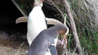 Penguin Feeding Chick Baby [upl. by Atkinson313]