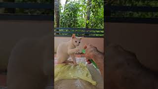 Dont do this to your cat 😺👿 comb sound makes cat 🤮 funnycat full video instelunde [upl. by Nhaj417]