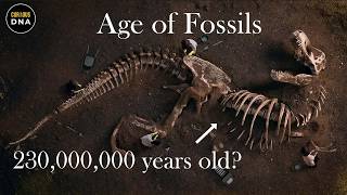 How Fossils are calculated  Age of Fossils [upl. by Everest82]