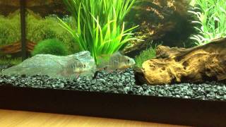 20 Gallon Fish Tank SetUp [upl. by Horatio951]