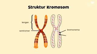 BIOLOGI SEL DAN GENETIKA [upl. by Triplett]