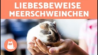 Kommunikation von Meerschweinchen  5 Zeichen dass es dich liebt [upl. by Natalie]