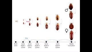 Punaises de lit leurs forces et leurs faiblesses pour enfin s’en débarrasser [upl. by Naaitsirhc]