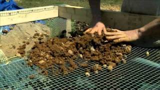 Sifting Clay Soil [upl. by Weissman559]