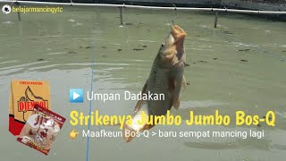 Umpan Ikan Mas Jitu Djempol Amis Gacor sih enggak tapi strike lama nggak ngupload [upl. by Mij817]