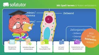 Pflanzenzelle – Aufbau und Struktur einfach erklärt – Biologie 7 amp 8 Klasse [upl. by Imuy]