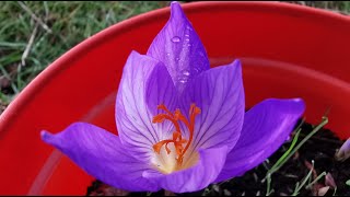 The autumn flowering Crocus speciosus the Biebersteins Crocus a gorgeous autumn blooming flower [upl. by Adorl]