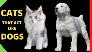 These Are 10 Cat Breeds That Act Just Like Dogs [upl. by Conny]