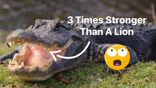 20 AMAZING Alligator Facts In A Minute [upl. by Benioff]