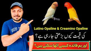 Creamino Opaline Love birds  Aqua b1 Opaline ino  Lovebird future pairing  Welcome Aviary [upl. by Labaw510]