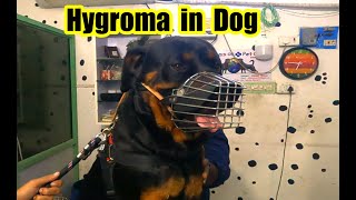 Hygroma in dogs  Hygroma in Rottweiler [upl. by Latsryk20]