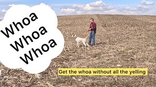 WHOA Stop to flush Episode 5 dog training pheasant hunting [upl. by Jarietta666]