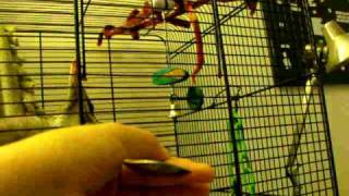 Clicker Training Sugar Glider [upl. by Sperling]