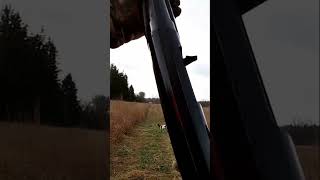 Pheasant Hunting Michigan Rooster Down Pheasant PheasantHunting Hunting Upland UplandHunting [upl. by Issak998]