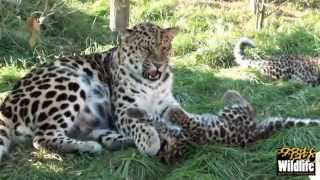 Amur Leopard Cubs With Mum At 9 Weeks Old [upl. by Shuman]