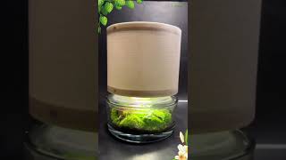 LIVING LAMP ZYLINDRO with nice LAMPSHADE bangkok diyterrarium travel [upl. by Rachaba]