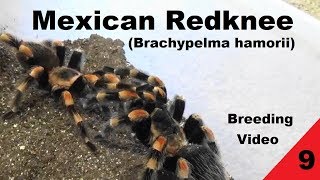 Mexican Redknee  Breeding Video 9 [upl. by Ayatnwahs]