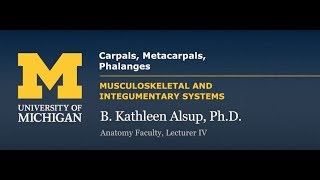 Skeletal System Upper Limb  Carpals Metacarpals Phalanges [upl. by Cutlerr]