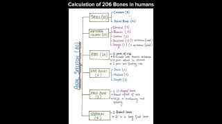 Calculation of 206 bones in humansclass12 [upl. by Dimo]